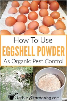 how to use eggshell powder as organic pest control