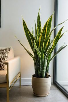 a snake plant in a pot next to a couch