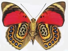 a close up of a butterfly with red and yellow markings on it's wings