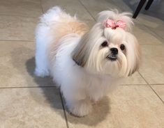 a small white dog with a pink bow on it's head standing on a tile floor