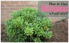 an old azalea bush with the words how to guide on it in front of a brick wall