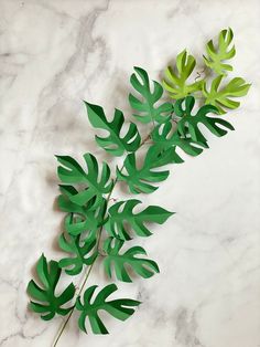 some green leaves on a white marble surface