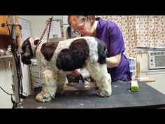 a dog being groomed by a woman in a veterinas office at the animal hospital