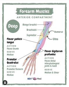 the anatomy of an arm and wrist with labels for different muscles, including the carpus,