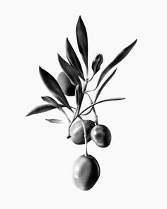 black and white photograph of an olive tree branch with three fruits hanging from it's branches