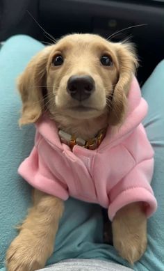 a small dog wearing a pink coat sitting on top of a blue couch