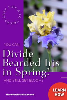 yellow and purple iris with text overlay, easy tips and tricks, you can divide iris in spring and still get blooms, learn how, Flower patch farmhouse dot com Gardening For Beginners, Garden Spaces, Gardening Ideas