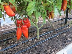 red peppers growing on the vine in a garden