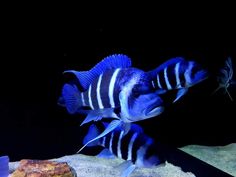 two blue and white striped fish in an aquarium with rocks on the bottom, black background