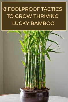 a potted plant sitting on top of a table with text overlay that reads, 8 foolproof tricks to grow thriving lucky bamboo