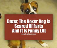 a brown and white dog sitting on the floor next to a sign that says dozer, the boxer dog is scared of fars and it is funny lol