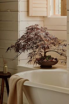 a bonsai tree in a bowl on a white bathtub next to a window