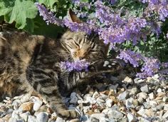 a cat that is laying down on some rocks next to purple flowers and plants with it's eyes closed