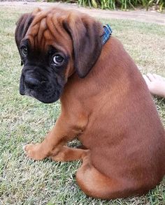 a small brown dog sitting on top of a grass covered field