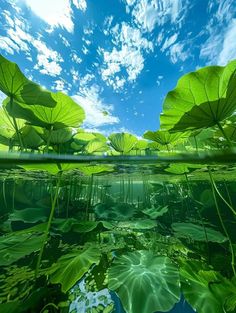 the water is full of green plants and blue sky with white clouds above it, as well as an underwater view