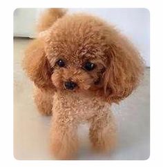 a small brown poodle standing on top of a white floor next to a door