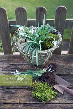 a potted plant sitting on top of a wooden table next to a garden knife