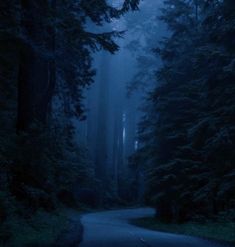 a road in the middle of a forest at night with trees on both sides and fog