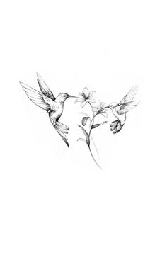 two hummingbirds flying next to each other on a white background