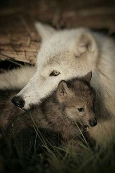 an adult wolf laying next to a baby wolf