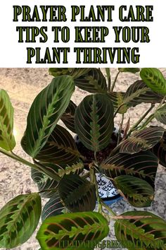 a potted plant with green leaves and the words prayer plant care tips to keep your plant thriving