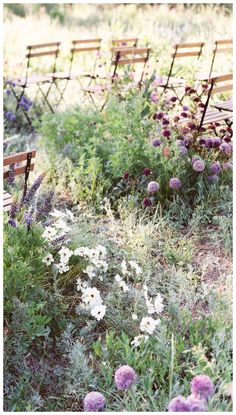 rows of wooden chairs sitting next to each other in a field filled with purple and white flowers