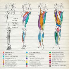 the muscles are labeled in different colors and sizes, with their names on each side