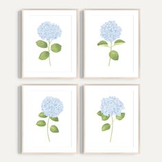 four blue hydrangea flowers with green leaves on the stems in three square frames