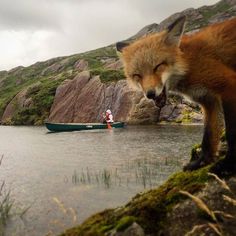 a fox standing on the side of a lake next to a boat with a person in it