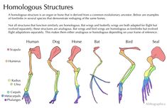 an image of the human body's skeletal structures and their corresponding functions, including bones