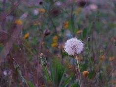 a dandelion in the middle of a field full of wildflowers and weeds