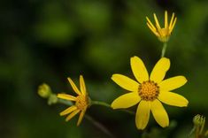 some yellow flowers with green leaves in the background