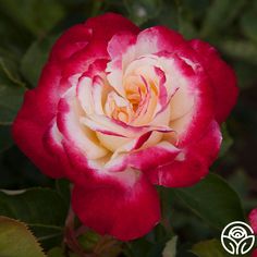 a red and white rose with green leaves