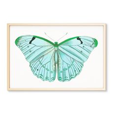 a green and white butterfly in a black frame