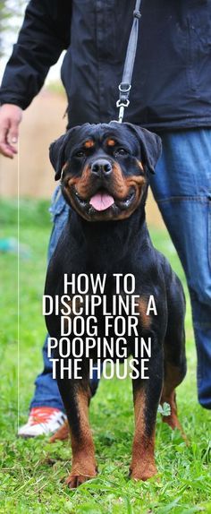 a man walking his dog with the caption how to discipline a dog for a pooping in the house