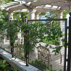 an iron fence with plants growing on it