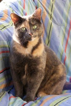 a cat sitting on top of a couch covered in a blanket