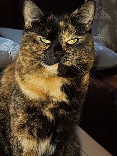 a cat sitting on top of a wooden table