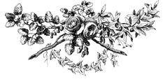 an ink drawing of flowers and leaves on a white background, vintage line drawing or engraving