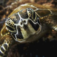 a close up of a sea turtle swimming in the ocean