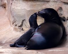 a seal sitting on the ground next to a rock wall