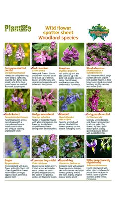 the wild flower and plant species poster is shown in several different colors, including purple