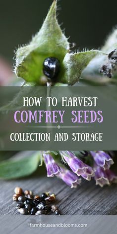 how to harvest composty seeds collection and storage