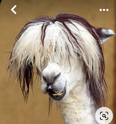 an alpaca with long hair standing in front of a wall