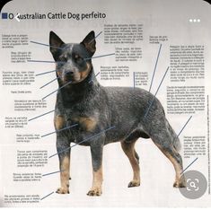 an image of a dog's body and parts labeled in the language o australian cattle dog