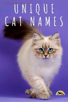 a white cat with blue eyes walking across a purple background that says unique cat names