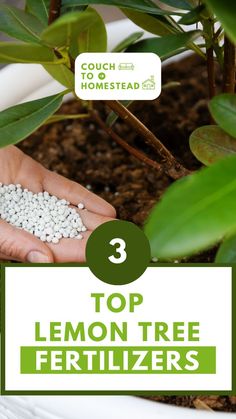 lemon tree fertilizer Meyer Lemon Tree, Ph Meter, Growing Tips, Citrus Trees, Meyer Lemon, Potted Trees, Yellow Leaves