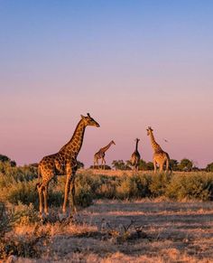 four giraffes are standing in an open field at sunset, with trees and bushes behind them