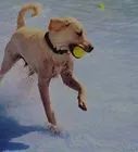 a dog running with a tennis ball in its mouth