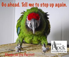 a green parrot sitting on top of a metal rack with the words go ahead tell me to step up again